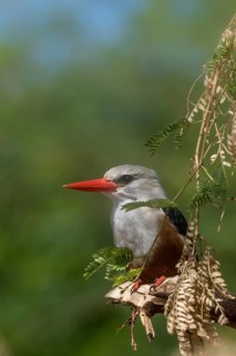 Grey-headed Kingfisher (Halcyon leucocephala), Cape Verde