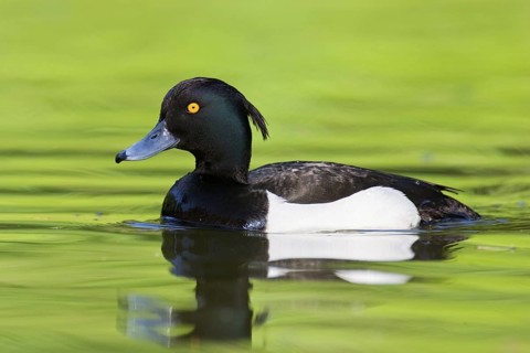 Tufted Duck (Aythya fuligula) male, Brandenburg, Germany