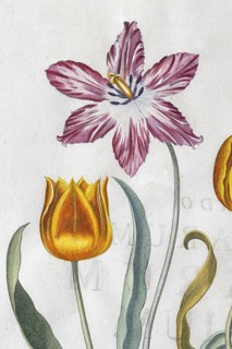 Red-white and yellow-red tulip flowers (Tulipa), hand-coloured copperplate engraving by Basilius