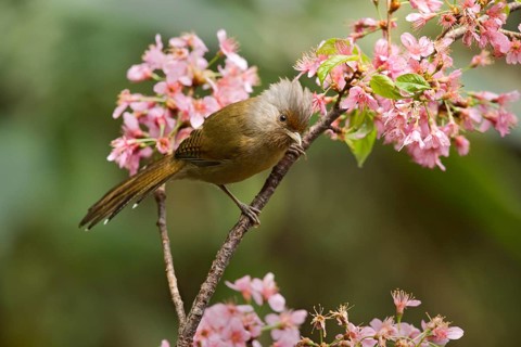 Rusty-fronted Barwing (Actinodura egertoni), Yunnan, China