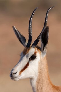 Springbok (Antidorcas marsupialis), adult animal, head close-up, profile view, morning light,
