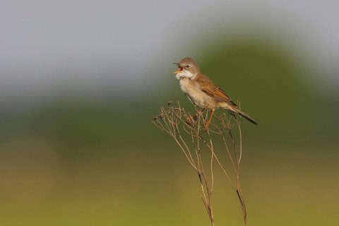 Common Whitethroat (Sylvia communis) singing, North Rhine-Westphalia, Germany
