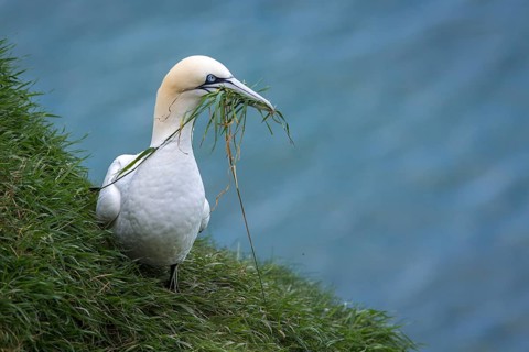 Northern Gannet (Morus bassanus), with nesting material in beak, Bempton Cliffs, United Kingdom