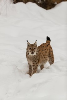 One Eurasian lynx, (Lynx lynx), walking over a snow covered opening in a forest. Yawning