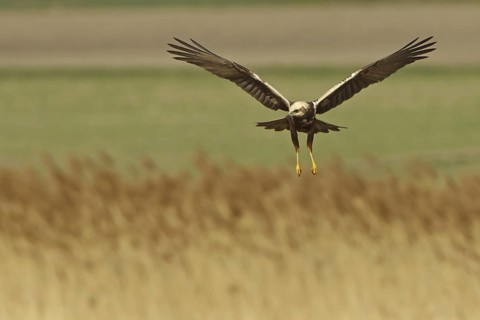 Western Marsh Harrier (Circus aeruginosus) female flying, Rhineland-Palatinate, Germany
