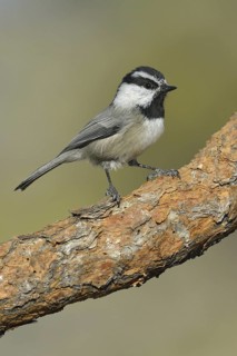Mountain Chickadee (Poecile gambeli)