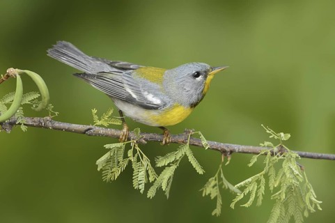 Northern Parula (Setophaga americana), Texas, USA