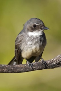 Northern Fantail (Rhipidura rufiventris), Western Australia, Australia