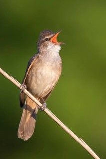 Great Reed Warbler (Acrocephalus arundinaceus) male singing in reeds, Poland