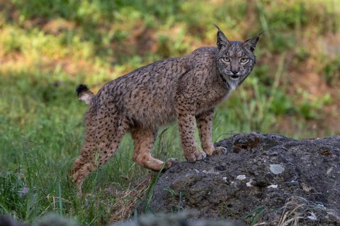 Lynx pardinus, on stone, Andalusia, Spain