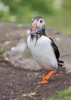 Atlantic Puffin (Fratercula arctica) with sandeels in beak, Scotland, United Kingdom