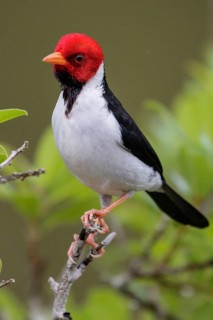 Yellow-billed Cardinal (Paroaria capitata) perched on a branch in the Pantanal region of Brazil