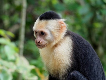 Panama capuchin monkey (Cebus imitator)