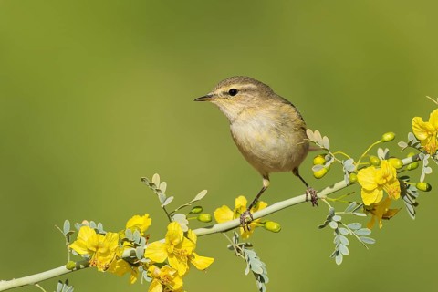 Common Chiffchaff (Phylloscopus collybita), Eilat, Israel