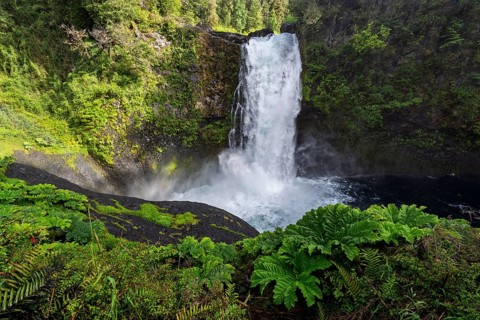 Waterfall cascades over rock face into a pool surrounded by Nantal redwood (Gunnera tinctoria) and