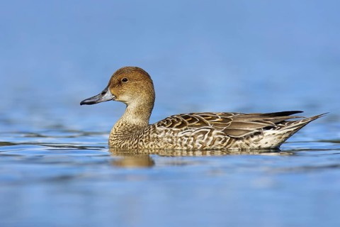 Northern Pintail (Anas acuta) female, British Columbia, Canada