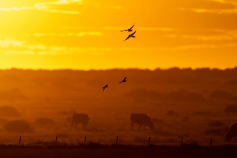 Rock parakeets (Cyanoliseus patagonus), four birds in flight silhouetted against an orange sunset
