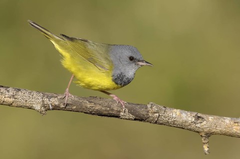 Mourning Warbler (Geothlypis philadelphia) male, Texas, USA