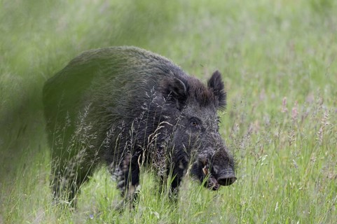A wild boar (Sus scrofa) approaches me at a short distance, but passes me by without noticing