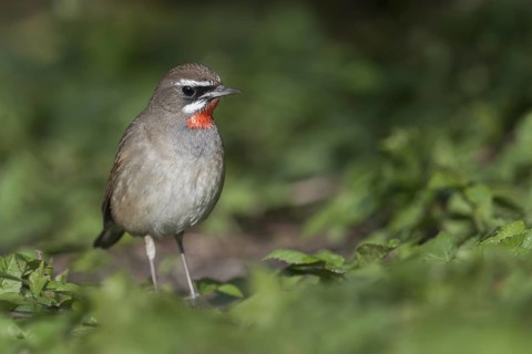 Siberian Rubythroat (Calliope calliope) male, Netherlands