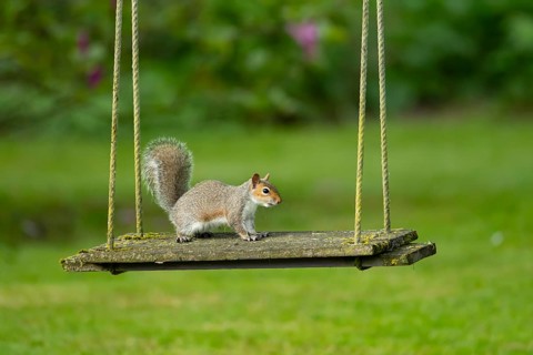 Grey squirrel (Sciurus carolinensis) adult animal on a garden swing, England, United Kingdom