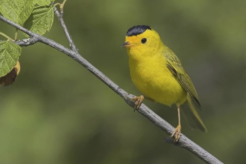 Wilson's Warbler (Cardellina pusilla) male, British Columbia, Canada