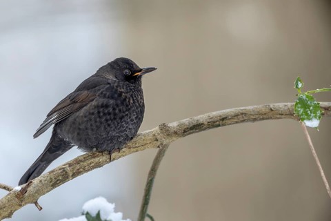 It is difficult to determine the sex of this blackbird (Turdus merula), because of the orange on