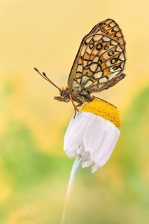 Die Flügelunterseite vom Randring-Perlmutterfalter (Boloria eunomia)