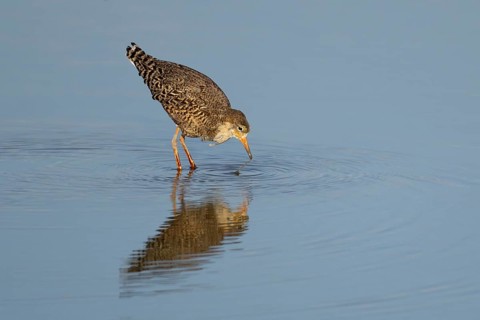 Ruff (Philomachus pugnax) adult wading bird in summer plumage in a shallow lagoon, RSPB Titchwell