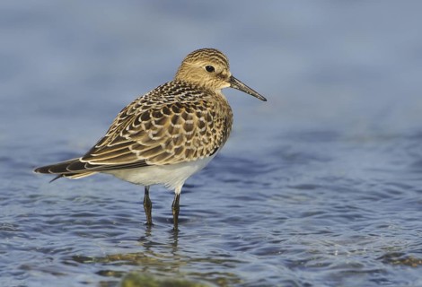 Baird's Sandpiper (Calidris bairdii), British Columbia, Canada