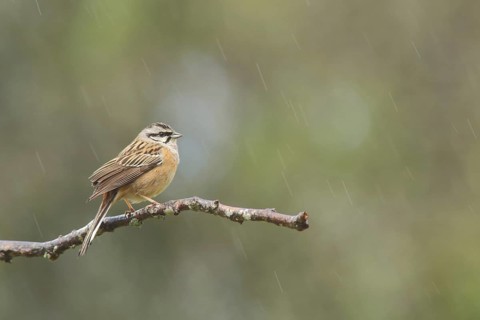 Rock Bunting (Emberiza cia) in the rain, blurred raindrops, nature photography, Berzogana, Sierra