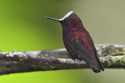 Snowcap (Microchera albocoronata), Costa Rica
