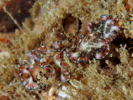 Persian carpet swirl worm (Pseudobiceros bedfordi) with wavy edges and a brown, patterned body on a