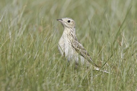 Sprague's Pipit (Anthus spragueii), Saskatchewan, Canada