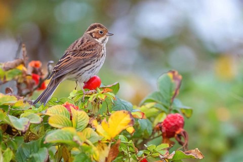 Bunting, (Emberiza pusilla), Animals, Birds, Bunting, Bunting perch, Heligoland,