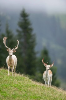 European fallow deer (Dama dama) stags on a meadow, tirol, Kitzbühel, Wildpark Aurach, Austria