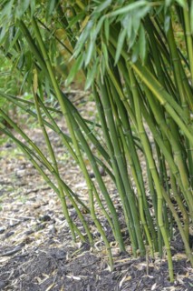 Yellow pitted flat bamboo (Phyllostachys aureosulcata), Rhodo 2014, Romsey, England, Great Britain