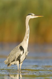 Grey Heron (Ardea cinerea) foraging, Mallorca, Spain