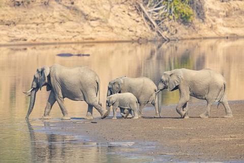 Family of the African elephant (Loxodonta africana) crossing the Luangwa River in Zambia