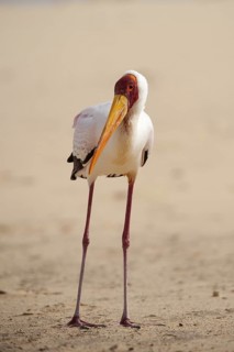 Yellow-billed Stork (Mycteria ibis), Fuerteventura, Spain