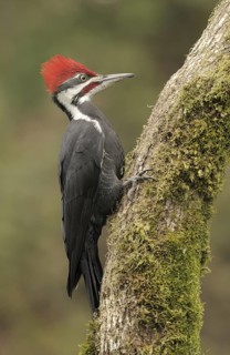 Pileated Woodpecker (Dryocopus pileatus), British Columbia, Canada