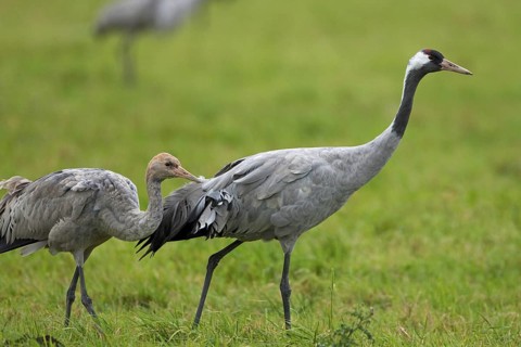 Common Crane (Grus grus), Mecklenburg-Western Pomerania, Germany
