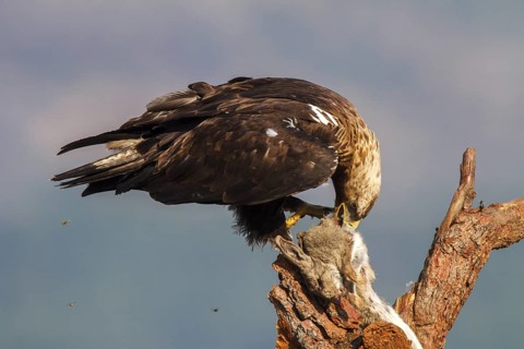 Spanish Imperial Eagle (Aquila adalberti) female, Spain
