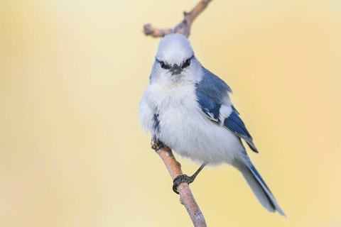 Azure Tit - Lasurmeise - Cyanistes cyanus ssp. koktalensis, Kazakhstan, adult male