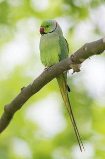 Collared Parakeet, Small Alexander Parakeet, (Psittacula krameri), Old World Parrot family,