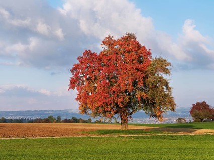 Red discoloured pear tree (Pyrus), standing in a meadow, Beinwil, Freiamt, Canton Aargau,