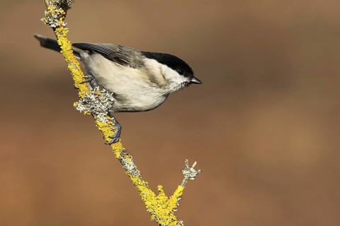 Marsh Tit (Poecile palustris), Baden-Wuerttemberg, Germany