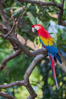 Scarlet Macaw (Ara macao) Colombia