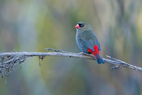 Beautiful Firetail (Stagonopleura bella) perched on a branch, Victoria, Australia
