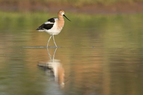 American Avocet (Recurvirostra americana), Arizona, USA
